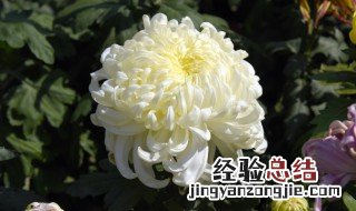菊花怎么拍摄技巧 唯美菊花拍摄技巧教学