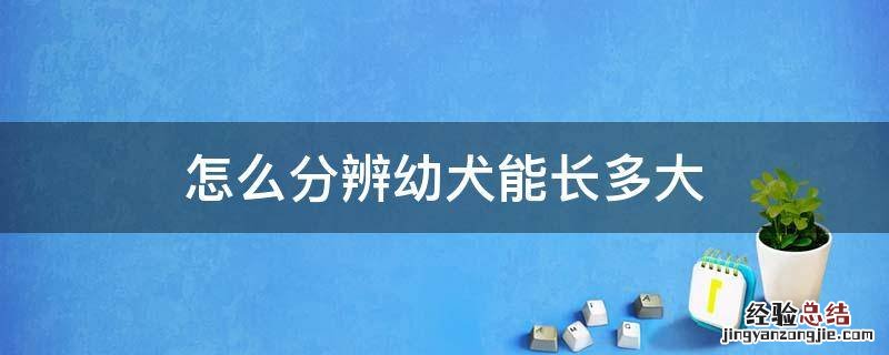 如何看幼犬能长多大 怎么分辨幼犬能长多大