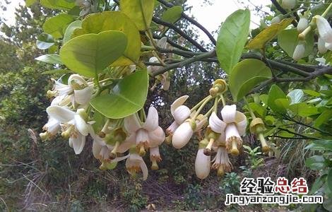 沙田柚开花不结果是什么原因 沙田柚只开花不结果原因及防止措施