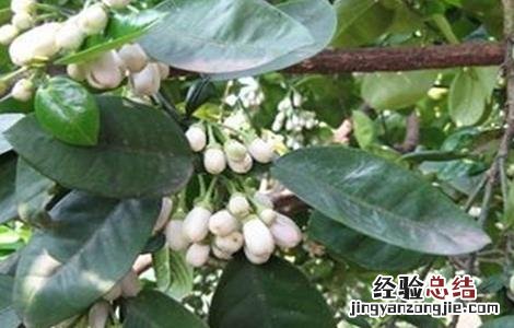 沙田柚开花不结果是什么原因 沙田柚只开花不结果原因及防止措施