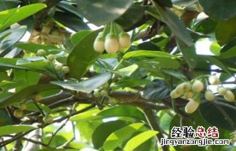 沙田柚开花不结果是什么原因 沙田柚只开花不结果原因及防止措施