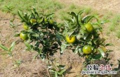 沙田柚幼龄树管理要点 沙田柚幼龄树管理要点有哪些