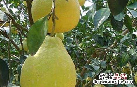 沙田柚幼龄树管理要点 沙田柚幼龄树管理要点有哪些