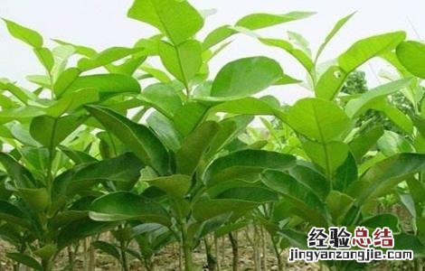 沙田柚幼龄树管理要点 沙田柚幼龄树管理要点有哪些