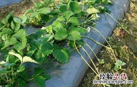 草莓不结果是什么原因?大棚 草莓不结果是什么原因