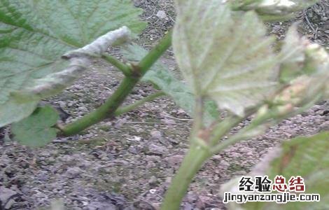 葡萄幼果药害 葡萄发生药害該怎麽办