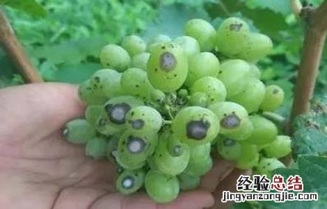 葡萄幼果药害 葡萄发生药害該怎麽办