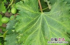 葡萄幼果药害 葡萄发生药害该怎么办