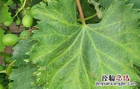 葡萄幼果药害 葡萄发生药害該怎麽办