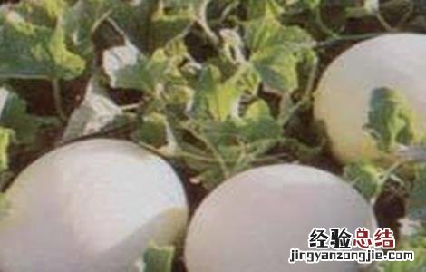 白兰瓜的田間管理技术 黄瓜田間管理技术