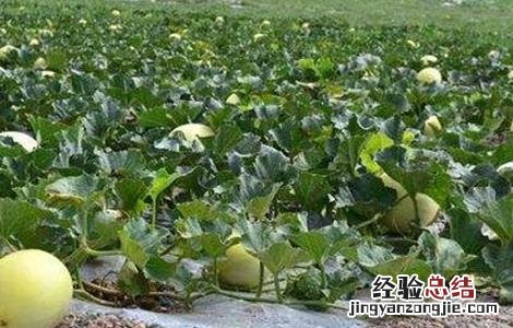 白兰瓜的田間管理技术 黄瓜田間管理技术