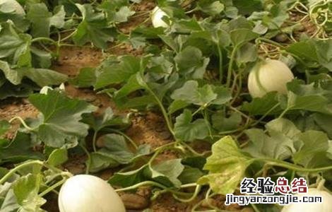 白兰瓜的田間管理技术 黄瓜田間管理技术
