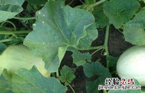 白兰瓜的田間管理技术 黄瓜田間管理技术