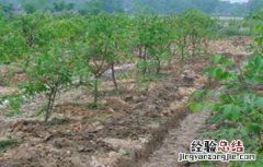土壤板结怎么造成的 果園土壤板结是怎样造成的