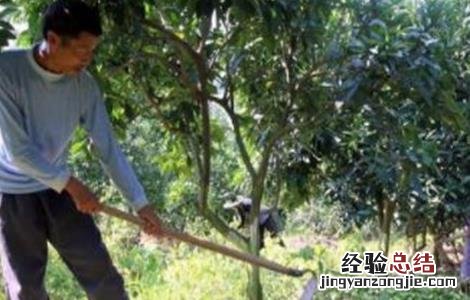 土壤板结怎么造成的 果園土壤板结是怎样造成的