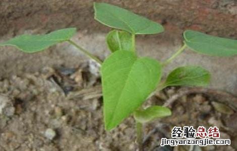 木瓜的繁殖方法有哪些 木瓜的繁殖方法