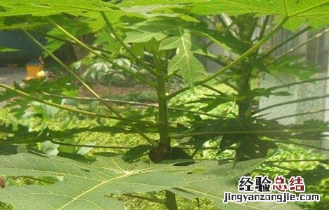 木瓜的繁殖方法有哪些 木瓜的繁殖方法