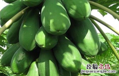 木瓜的繁殖方法有哪些 木瓜的繁殖方法