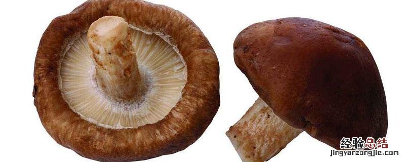 苹果树木屑可种香菇吗 苹果木能种香菇吗