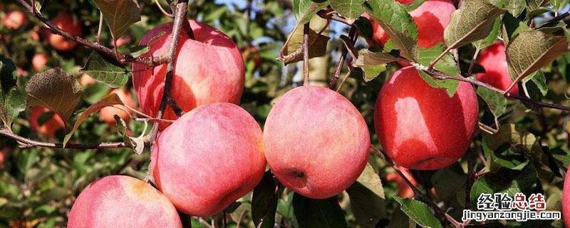 苹果树太高怎么办 苹果树长的太高怎么办