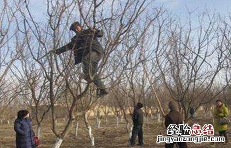 杏树秋季管理要点是什么 杏树秋季管理要点