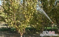 杏树秋季管理要点是什么 杏树秋季管理要点
