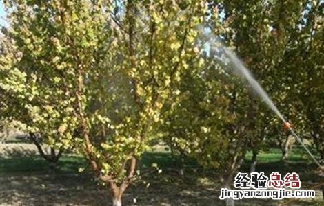 杏树秋季管理要点是什么 杏树秋季管理要点