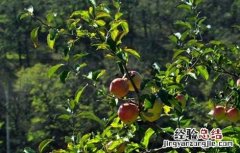 九月份果园管理要点有哪些 九月份果园管理要点