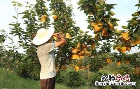 九月份果园管理要点有哪些 九月份果园管理要点