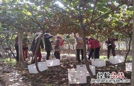 九月份果园管理要点有哪些 九月份果园管理要点
