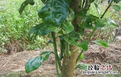 沙糖桔环割方法及注意事项 沙糖桔先环割还是先控稍