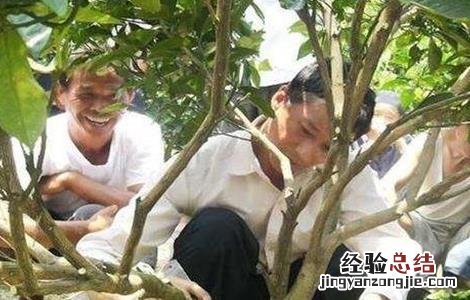沙糖桔环割方法及注意事项 沙糖桔先环割还是先控稍