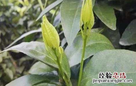 如何促进柑橘秋梢老熟 如何促进柑橘秋梢老熟