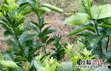 如何促进柑橘秋梢老熟 如何促进柑橘秋梢老熟