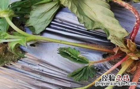 草莓移栽死苗怎么办 移栽的草莓苗蔫了怎么办