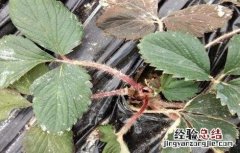 草莓移栽死苗怎么办 移栽的草莓苗蔫了怎么办