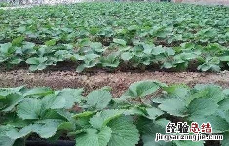草莓移栽死苗怎么办 移栽的草莓苗蔫了怎么办
