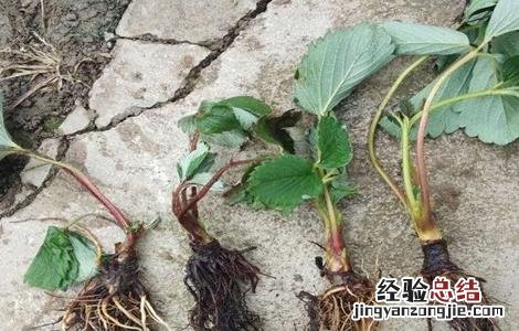 草莓移栽死苗怎么办 移栽的草莓苗蔫了怎么办