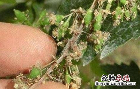 葡萄灰霉病如何防治 葡萄灰霉病的防治措施