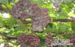 葡萄灰霉病如何防治 葡萄灰霉病的防治措施