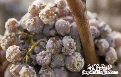 葡萄灰霉病如何防治 葡萄灰霉病的防治措施
