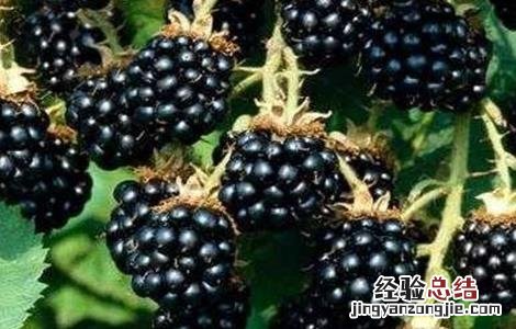 黑莓种植技术和管理 黑莓栽培技术与管理