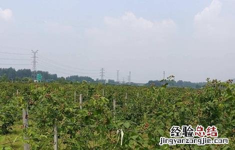 黑莓种植技术和管理 黑莓栽培技术与管理