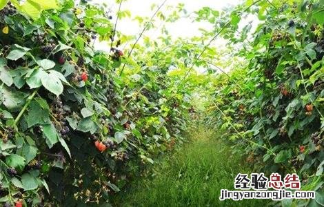 黑莓种植技术和管理 黑莓栽培技术与管理
