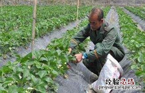 草莓冬季施肥方法视频 草莓冬季施肥方法