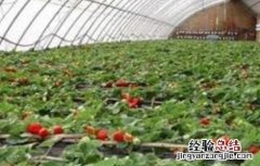 草莓冬季施肥方法视频 草莓冬季施肥方法