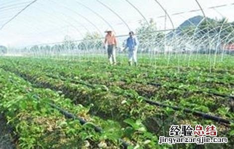 草莓冬季施肥方法视频 草莓冬季施肥方法