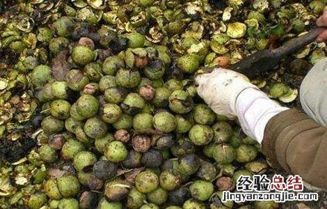 核桃采收时间和注意事项有哪些 核桃采收时间和注意事项