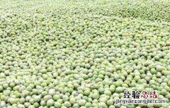 核桃采收时间和注意事项有哪些 核桃采收时间和注意事项