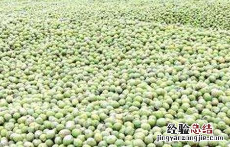 核桃采收时间和注意事项有哪些 核桃采收时间和注意事项
